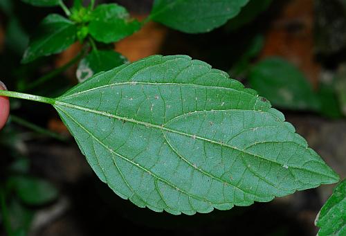 Acalypha_rhomboidea_leaf1.jpg