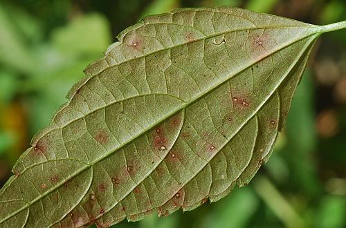 Acalypha_rhomboidea_leaf2.jpg