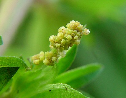 Acalypha_rhomboidea_male_flowers.jpg