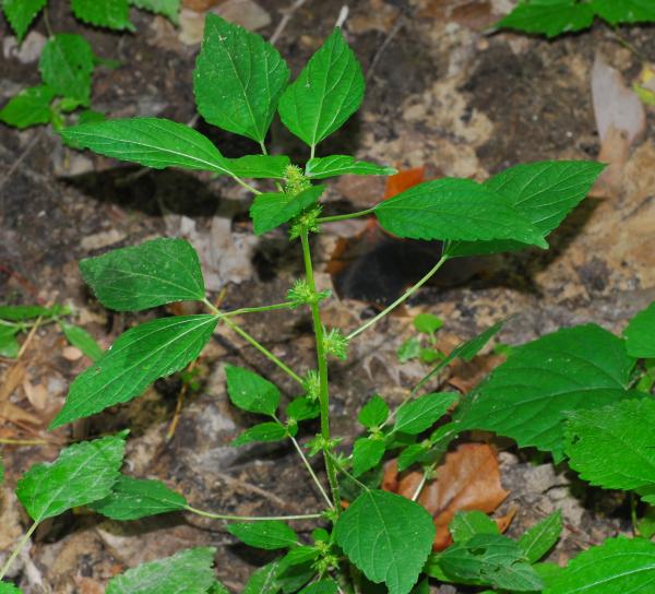 Acalypha_rhomboidea_plant2.jpg