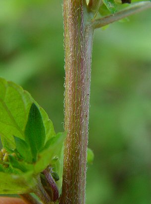 Acalypha_rhomboidea_stem.jpg