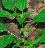 Acalypha rhomboidea thumbnail