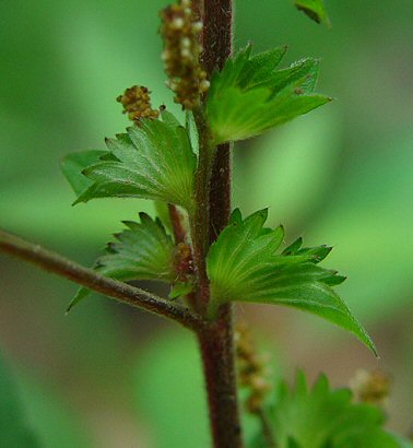 Acalypha_virginica_bracts.jpg