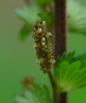 Acalypha_virginica_flowers.jpg