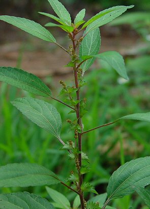 Acalypha_virginica_inflorescence.jpg