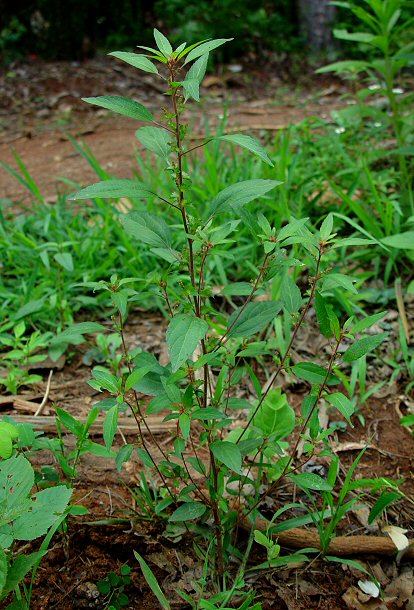 Acalypha_virginica_plant.jpg