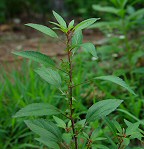 Acalypha virginica thumbnail