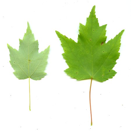 Acer_rubrum_leaves.jpg