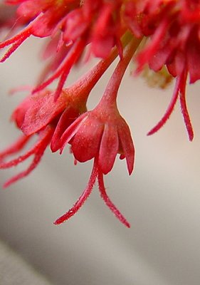 Acer_rubrum_pistillate_flower.jpg