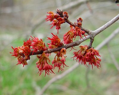 Acer_rubrum_pistillate_inflorescence.jpg