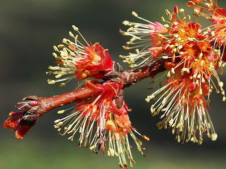 Acer_rubrum_sinflor.jpg