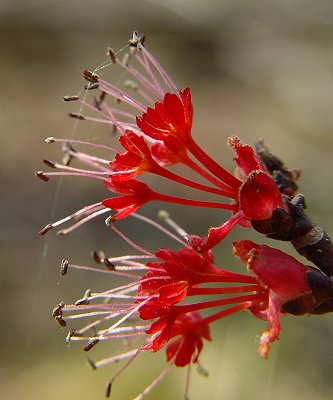 Acer_rubrum_staminate_flowers.jpg