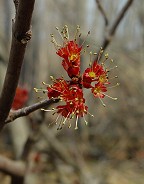 Acer rubrum thumbnail