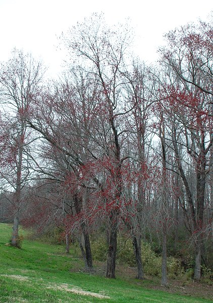 Acer_rubrum_tree.jpg