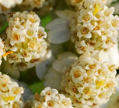 Achillea_millefolium_florets.jpg