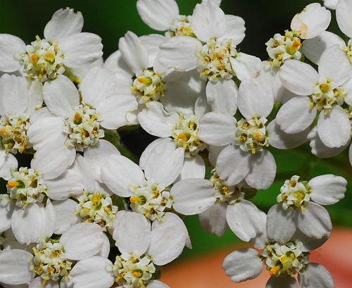 Achillea_millefolium_flowers2.jpg