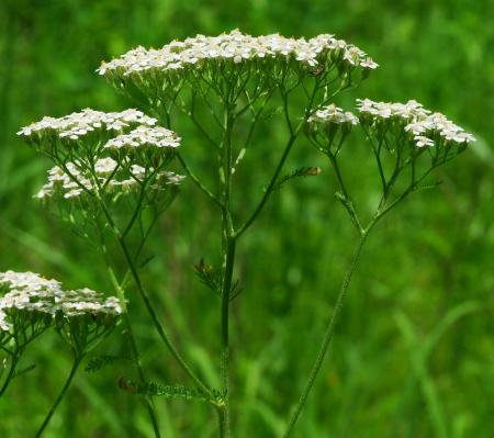 Achillea_millefolium_inflorescence.jpg