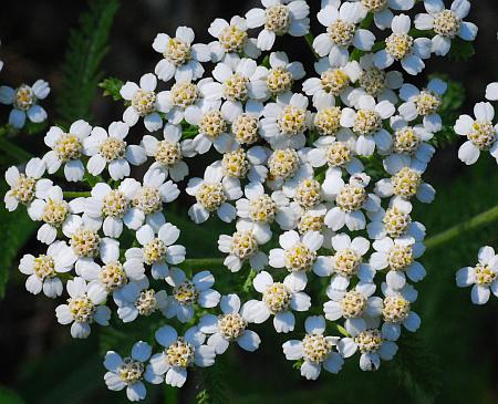 Achillea_millefolium_inflorescence2.jpg