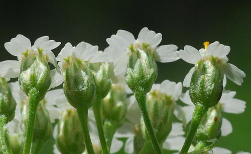 Achillea_millefolium_involucre2.jpg