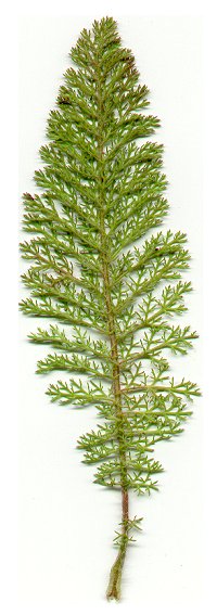 Achillea_millefolium_leaf.jpg