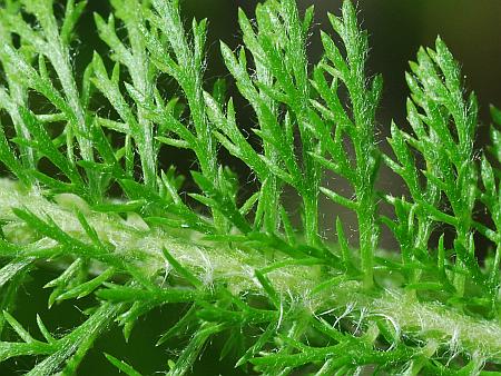 Achillea_millefolium_leaf2.jpg