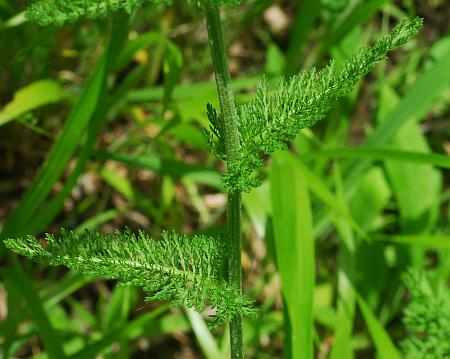 Achillea_millefolium_leaves1.jpg