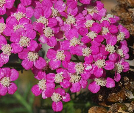 Achillea_millefolium_pink.jpg