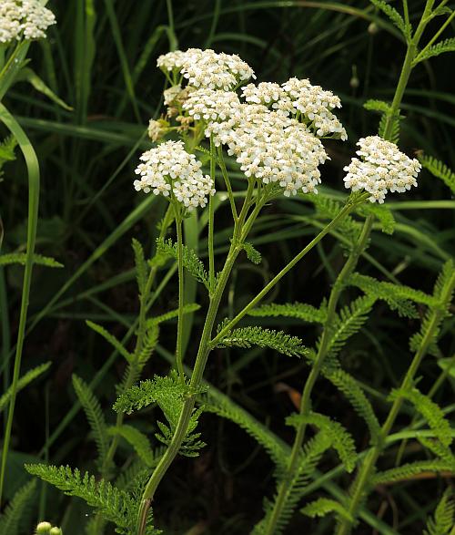 Achillea_millefolium_plant2.jpg