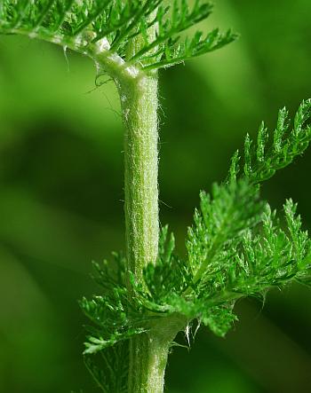 Achillea_millefolium_stem.jpg