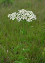 Achillea millefolium thumbnail