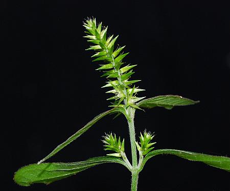 Achyranthes_japonica_inflorescence.jpg