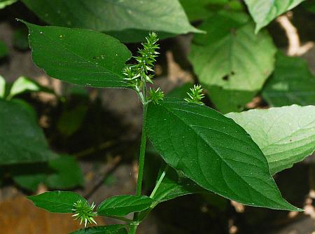 Achyranthes_japonica_leaves.jpg