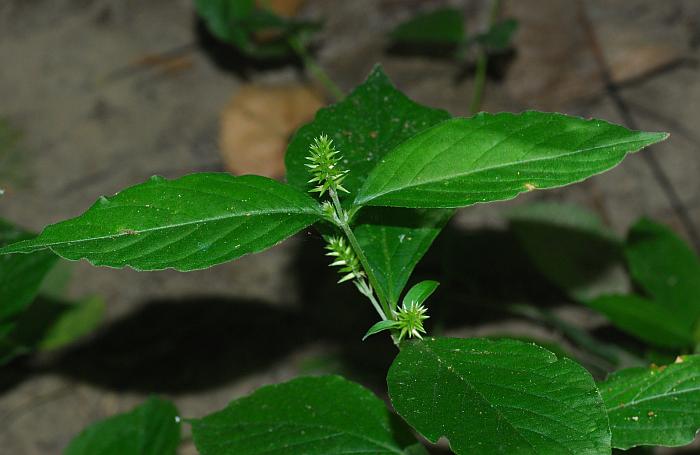 Achyranthes_japonica_plant.jpg