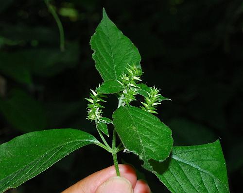 Achyranthes_japonica_plant2.jpg