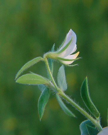 Acmispon_americanus_calyx.jpg