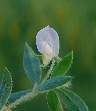 Acmispon_americanus_flower.jpg