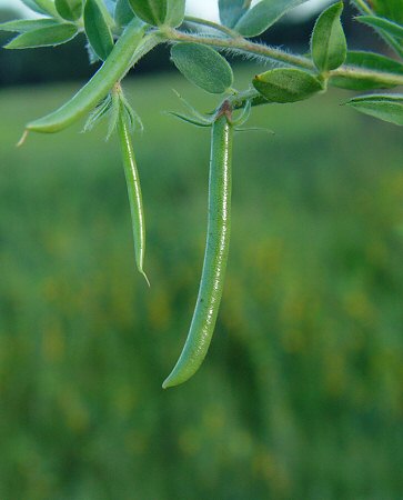 Acmispon_americanus_fruit.jpg