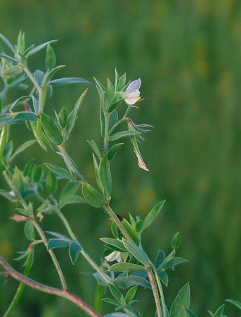 Acmispon_americanus_inflorescence.jpg