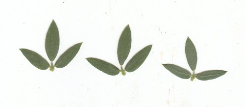 Acmispon_americanus_leaves.jpg