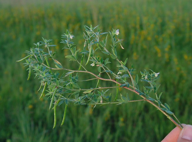 Acmispon_americanus_plant.jpg