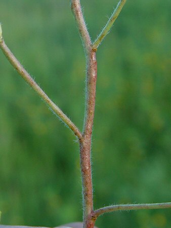 Acmispon_americanus_stem.jpg