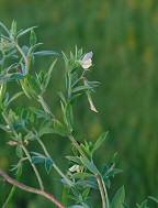 Acmispon americanus thumbnail