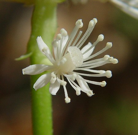 Actaea_pachypoda_flower.jpg