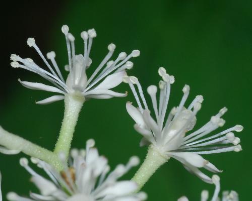 Actaea_pachypoda_flower2.jpg