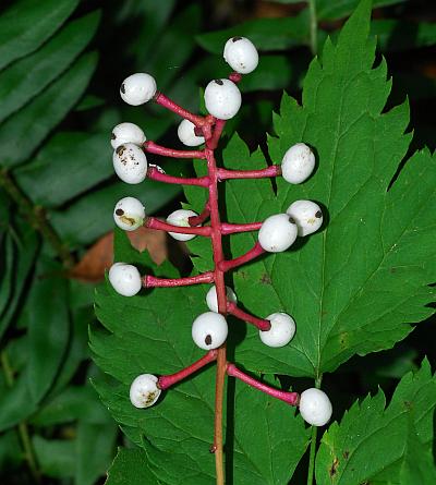 Actaea_pachypoda_fruits2.jpg