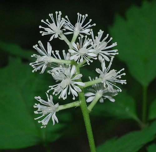 Actaea_pachypoda_inflorescence2.jpg