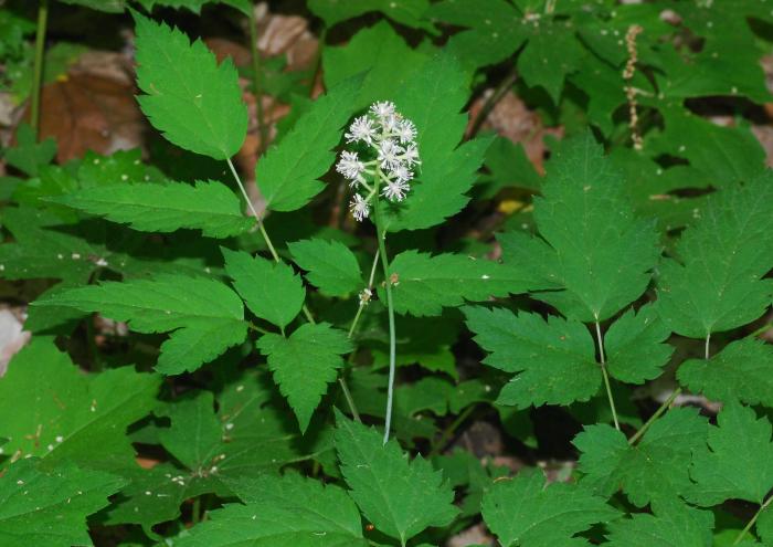 Actaea_pachypoda_plant2.jpg