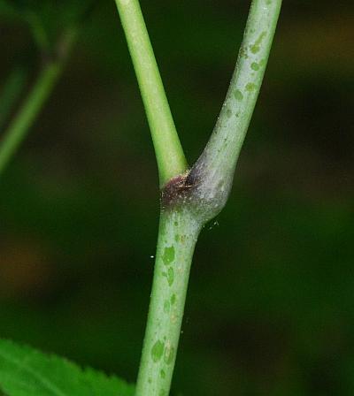 Actaea_pachypoda_stem2.jpg