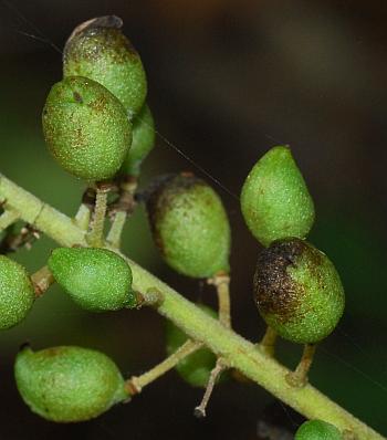 Actaea_racemosa_fruits.jpg