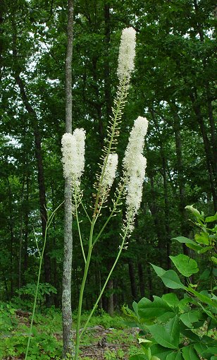 Actaea_racemosa_inflorescence.jpg